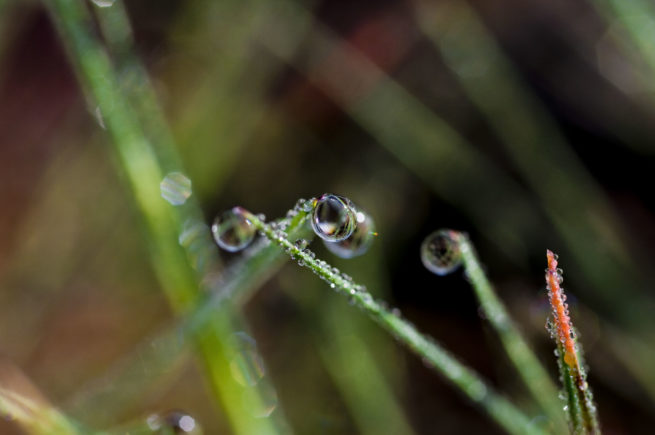 krople-makro